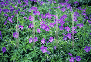 Picture of Geranium clarkei 'Kashmir Purple'