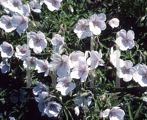Picture of Geranium clarkei 'Kashmir White'