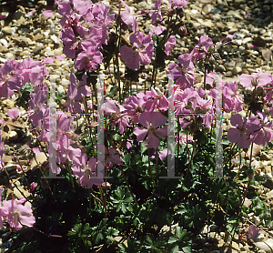 Picture of Geranium dalmaticum 