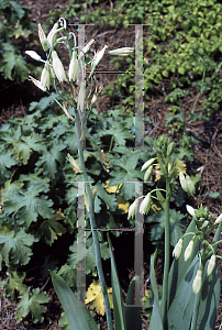 Picture of Galtonia viridiflora 