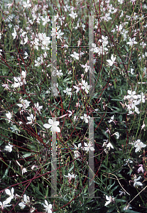 Picture of Oenothera lindheimeri 