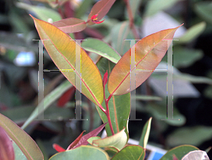 Picture of Eucalyptus ficifolia 