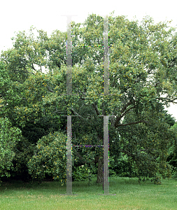 Picture of Quercus suber 