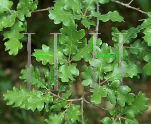 Picture of Quercus pubescens 