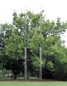 Picture of Quercus acutissima 