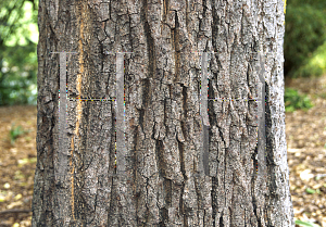 Picture of Quercus acutissima 