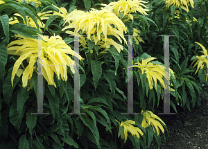 Picture of Amaranthus tricolor 'Aurora'