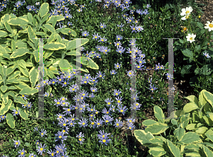 Picture of Felicia amelloides 'Read's Blue'