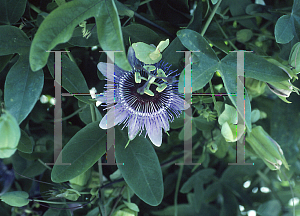Picture of Passiflora  'Amethyst'