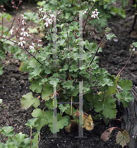 Picture of Pelargonium x fragrans 