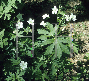 Picture of Geranium maculatum 'Album'