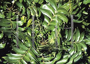 Picture of Harpephyllum caffrum 