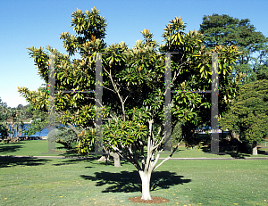 Picture of Ficus destruens 