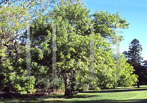 Picture of Fraxinus chinensis 
