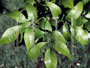 Picture of Fraxinus chinensis 