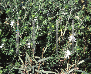 Picture of Westringia fruticosa 'Zena'