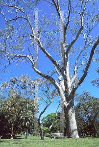 Picture of Eucalyptus tereticornis 