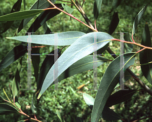 Picture of Eucalyptus burgessiana 