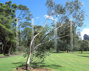 Picture of Eucalyptus burgessiana 