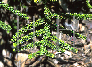 Picture of Araucaria montana 