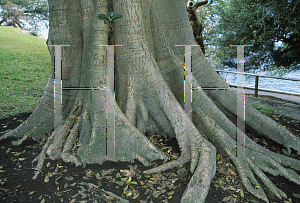 Picture of Ficus rubiginosa 