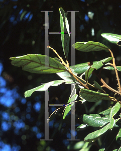 Picture of Castanospermum australe 