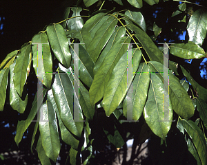 Picture of Castanospermum australe 