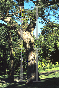 Picture of Afrocarpus falcatus 