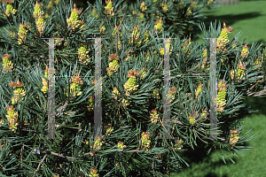 Picture of Pinus sylvestris 