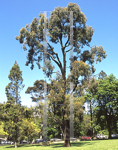 Picture of Eucalyptus tricarpa 
