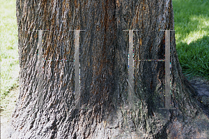 Picture of Eucalyptus tricarpa 