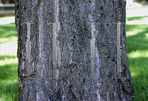 Picture of Eucalyptus crebra 
