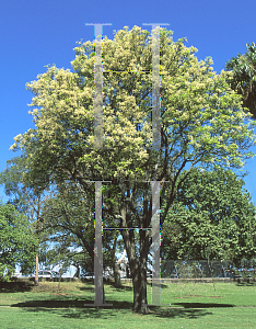 Picture of Flindersia australis 