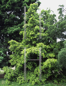 Picture of Podocarpus elatus 