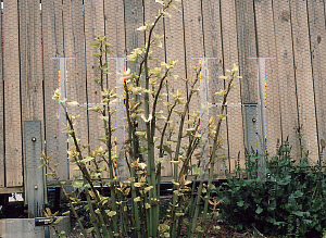 Picture of Polygonum japonicum 'Variegatum'