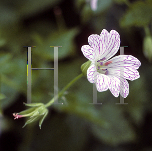 Picture of Geranium versicolor 