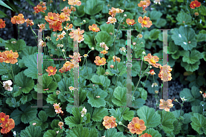 Picture of Geum coccineum 'Werner Arends'