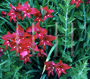 Picture of Gladiolus  'Robineau'