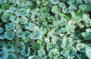 Picture of Glechoma hederacea 'Variegata'