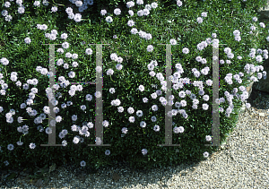 Picture of Globularia cordifolia 