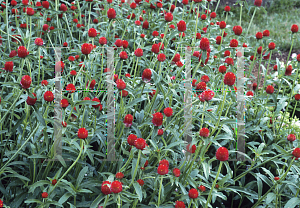 Picture of Gomphrena haageana 'Strawberry Fields'