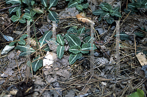Picture of Goodyera pubescens 