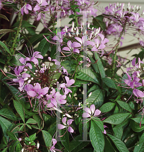 Picture of Cleome hassleriana 'Linde Armstrong'