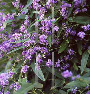 Picture of Hardenbergia violacea 