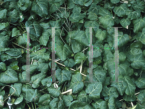Picture of Hedera colchica 