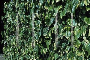 Picture of Hedera colchica 