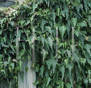 Picture of Hedera nepalensis 