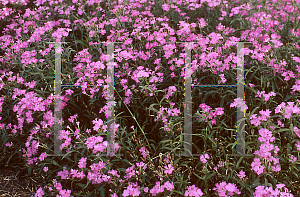 Picture of Dianthus  'Melody Pink'