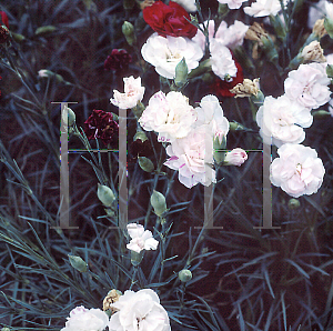 Picture of Dianthus  'Blushing Maiden'