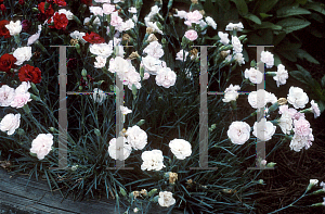 Picture of Dianthus  'Blushing Maiden'